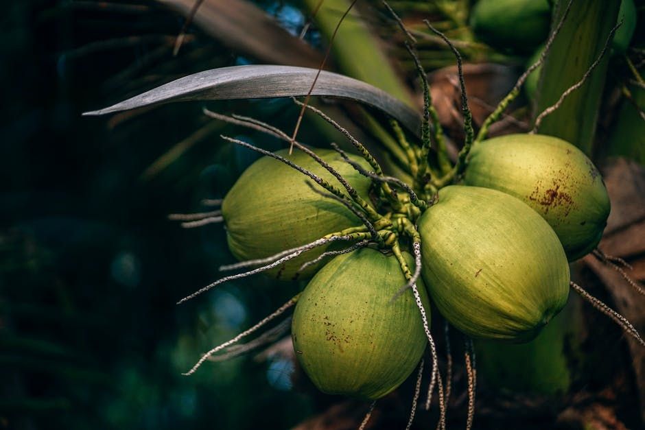 kegunaan bagian pohon kelapa