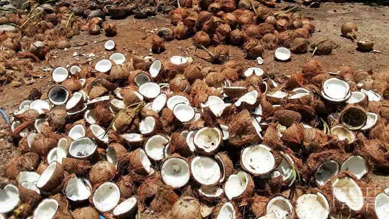 peluang usaha buah kelapa