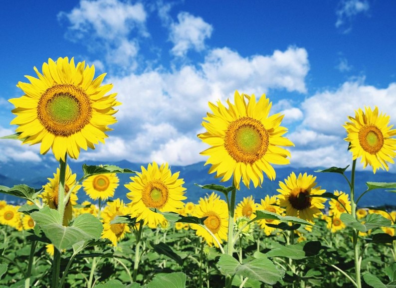 Tips Menanam Bunga Matahari