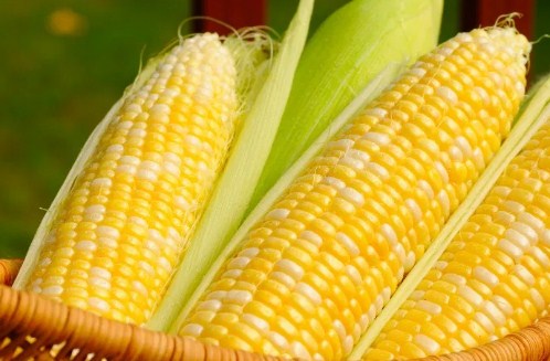 cara merawat tanaman jagung