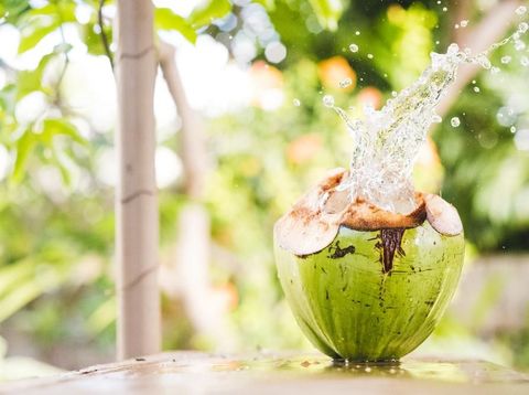 kandungan air kelapa