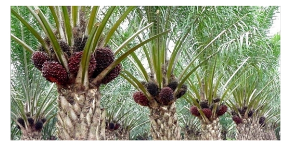 jenis kelapa sawit pelepah panjang