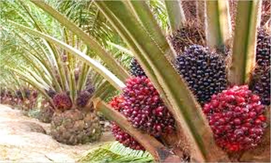 cara menanam kelapa sawit agar cepat berbuah